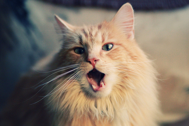 开云全站下载-赛季期待：哪些比赛最受球迷关注？，最受欢迎的球队有哪些