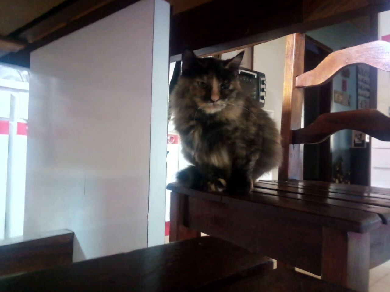 开云网页版-“极速冲刺！SHO-CHAN Run 2025激战香港街头”