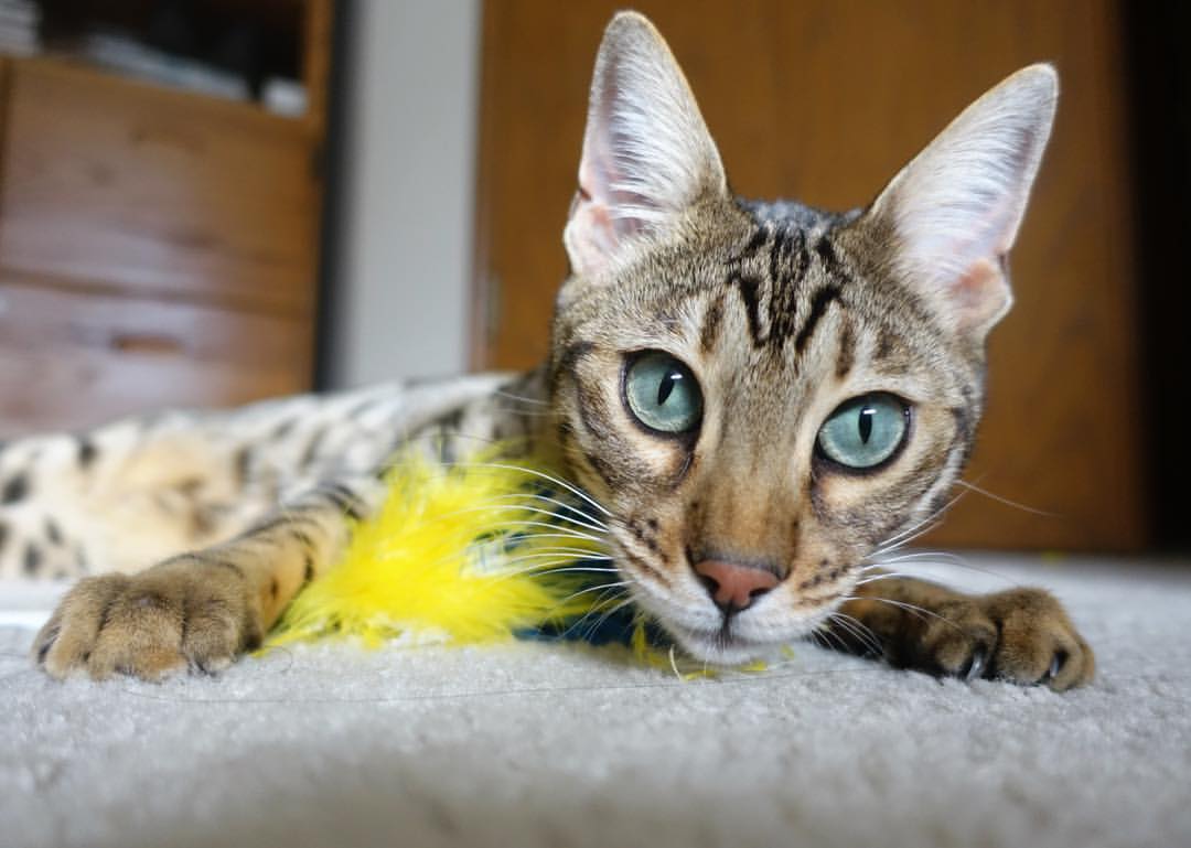 kaiyun中国官方网站-拜仁二次进攻组织效率极高，拜仁两次犯错